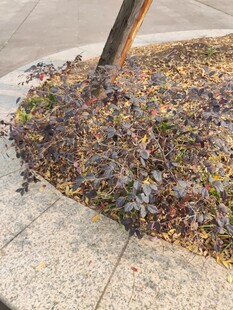 树下落叶与绿植景观