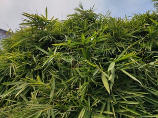 茂盛的绿色植物景观