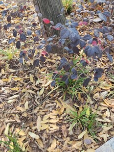 树下成熟的紫黑色果实