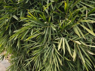 翠绿竹叶植物特写