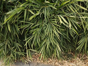 翠绿散尾葵植物景观