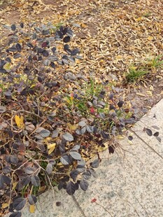 路边落叶与零星绿植