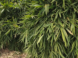 翠绿竹林尽显自然生机