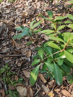 地面上的绿色植物