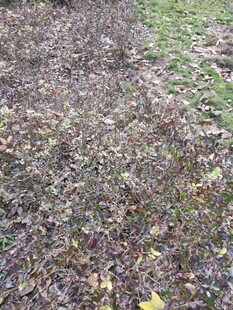 地面落叶与绿草景象