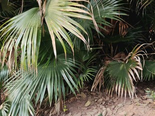 翠绿棕榈叶尽显自然生机