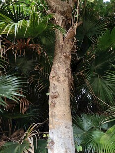 树干旁的繁茂热带植物