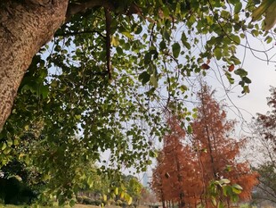 秋日树下斑斓景致