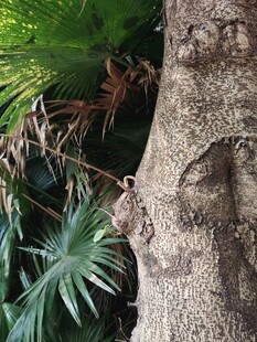 树干旁的翠绿棕榈叶