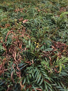 地面上的多彩植物叶片