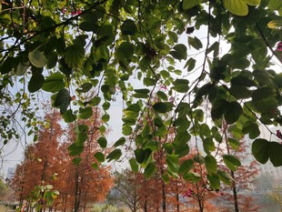 秋日林间枝叶与红树景致