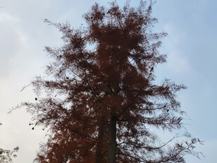 秋日红杉树特写