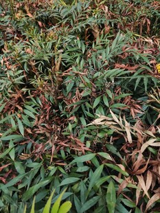 多彩叶片植物景观