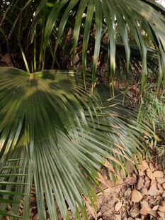 户外翠绿的扇形棕榈叶