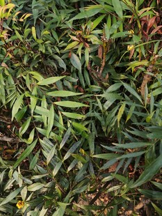 多彩蕨类植物叶片特写