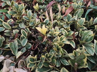 多彩叶片的植物景观