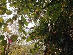 繁茂绿植中的自然景致