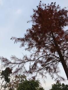 夕阳下的红冠树木