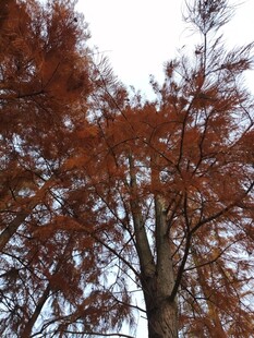 秋日红杉树景致