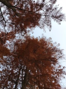 秋日红杉树顶风景