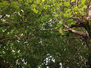 繁茂绿树展现自然生机