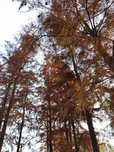 秋日杉林斑斓树梢美景