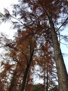 秋日水杉林美景