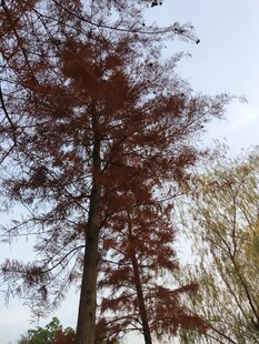 秋日挺拔水杉树