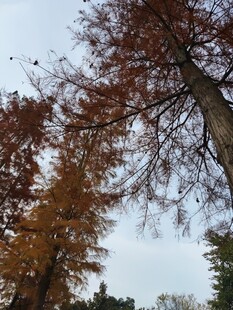 秋日挺拔水杉树景观