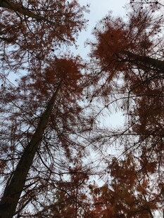 仰视秋日红叶参天树木