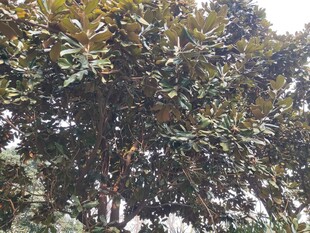 茂盛的广玉兰树