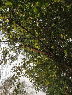 仰视繁茂绿树树冠