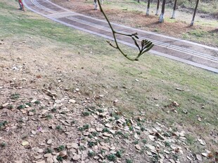 户外草地与蜿蜒小路场景