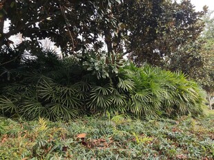 户外繁茂绿植景观