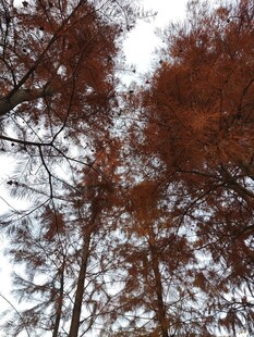 仰视红棕色树木树冠