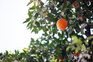 枝头橙果