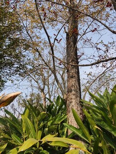 林间树木与翠绿植物景观