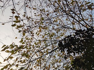 树枝上的叶片与天空