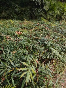 茂密绿植景观