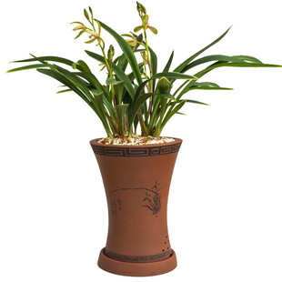 陶盆中绽放的翠绿兰花