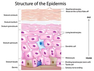 表皮结构示意图