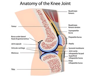 膝关节解剖结构示意图