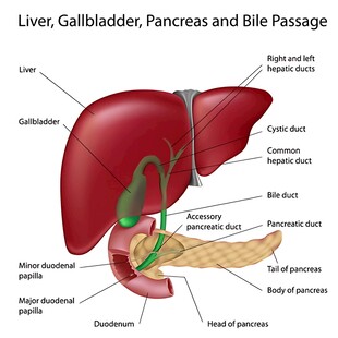 人体肝脏及相关器官解剖图
