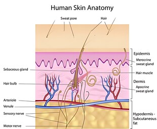 人体皮肤解剖结构示意图