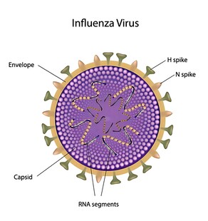 流感病毒结构示意图