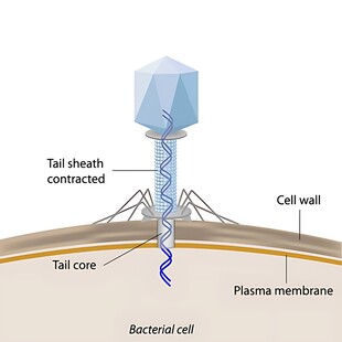 噬菌体结构示意图