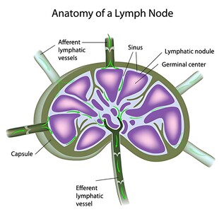 淋巴结解剖结构示意图