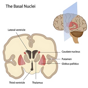 基底核解剖结构示意图