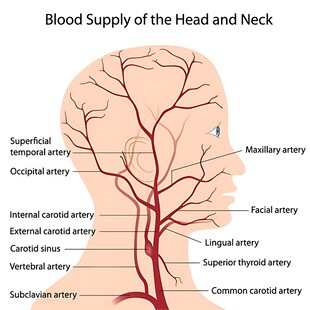 头颈血液循环示意图