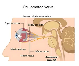 人眼及视神经解剖示意图